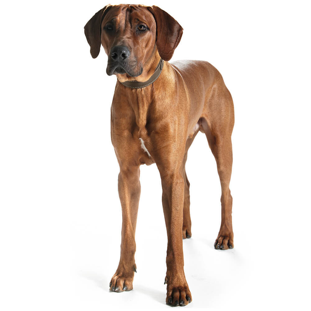  Hunter Halsband Jacht Comfort