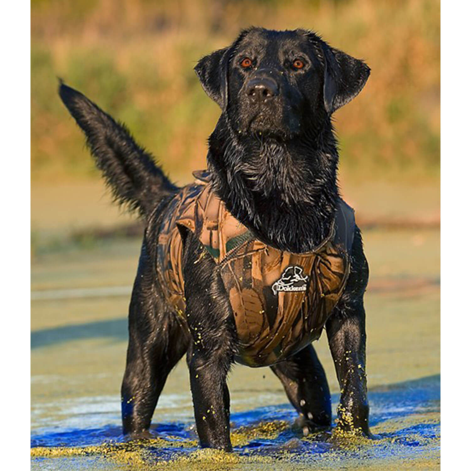 Dokken neopreen vest voor honden (Realtree MAX-5)