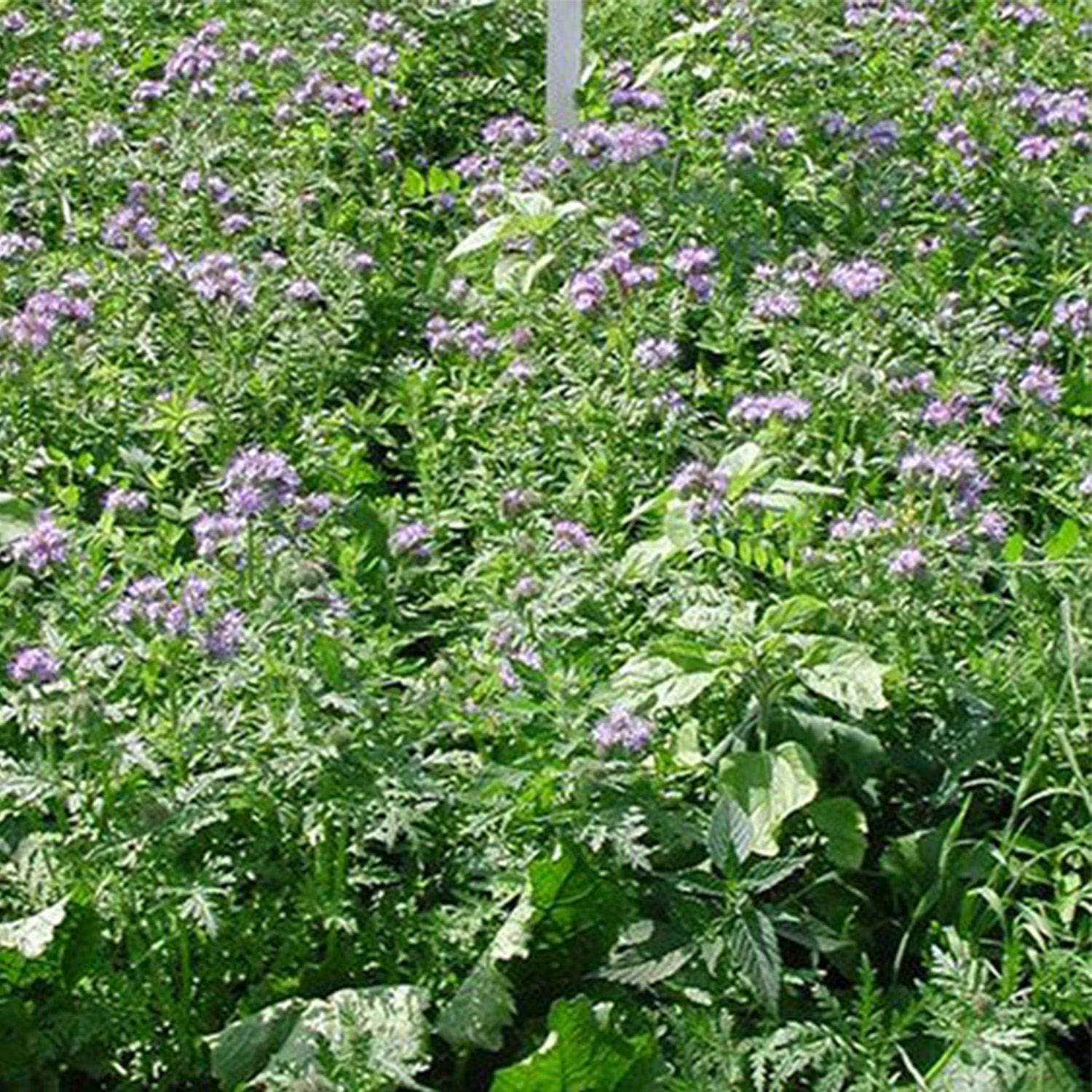Waidgreen wilde bloemenmix stoofschotel 5kg
