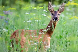 Jagdausruestung Wildacker