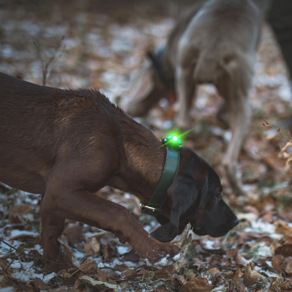 Orbiloc Dog Dual hondenlamp
