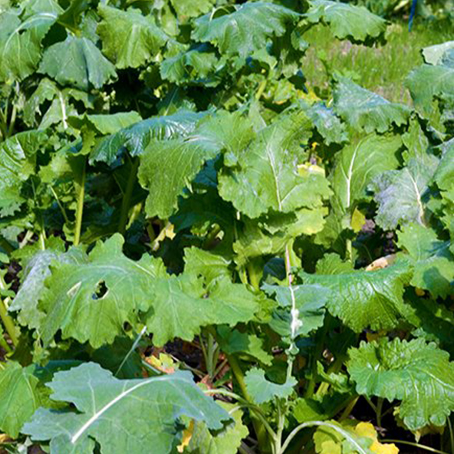 Waidgreen wilde akkerbouwmix wintergroen gras 5kg - Revier- & Wildbeheer