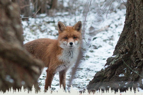 Fuchsjagd im Winter